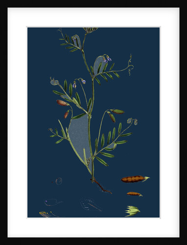 Vicia Tetrasperma; Four-Seeded Slender Tare by Anonymous