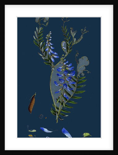 Vicia Cracca; Tufted Vetch by Anonymous