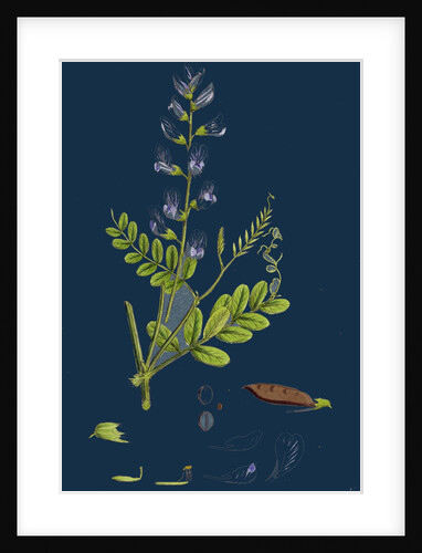 Vicia Sylvatica; Wood Vetch by Anonymous