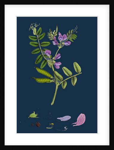 Vicia Sepium; Bush Vetch by Anonymous