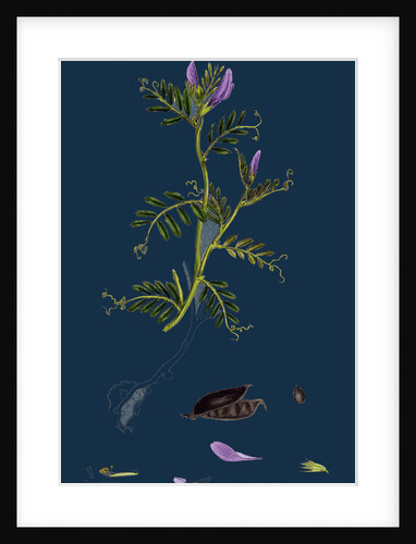 Vicia Laevigata; Smooth-Podded Sea Vetch by Anonymous