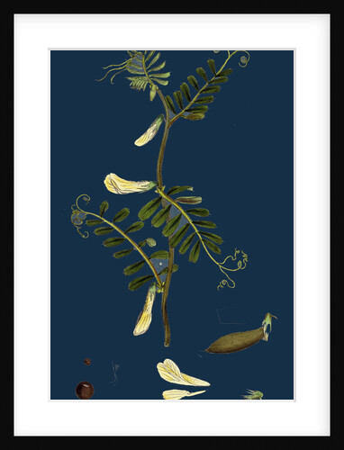 Vicia Hybrida; Hairy-Flowered Vetch by Anonymous