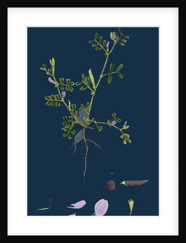 Vicia Lathyroides; Spring Vetch by Anonymous