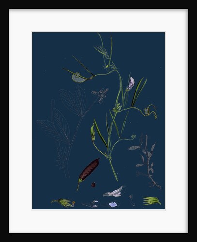 Vicia Bithynica; Bithynian Vetch by Anonymous