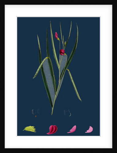 Lathyrus Nissolia; Grass-Leaved Vetchling by Anonymous