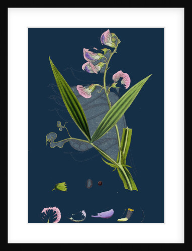 Lathyrus Sylvestris; Narrow-Leaved Everlasting Pea by Anonymous