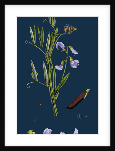 Lathyrus Palustris; Marsh Vetchling by Anonymous