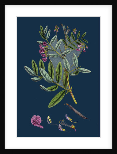 Lathyrus Niger; Black Bitter Vetch by Anonymous