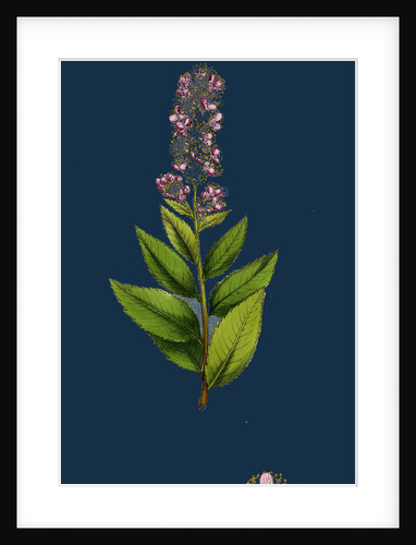 Spiraea Salicifolia; Willow-Leaved Spiraea by Anonymous