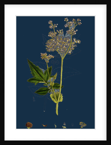 Spiraea Ulmaria; Meadow-Sweet by Anonymous