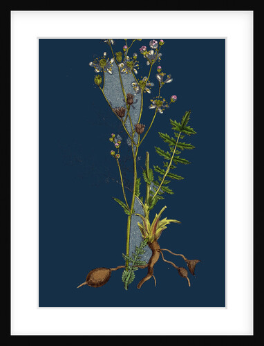 Spiraea Filipendula; Dropwort by Anonymous