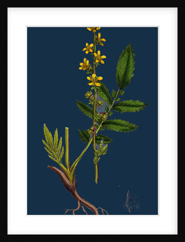 Agrimonia Eupatoria; Common Agrimony by Anonymous