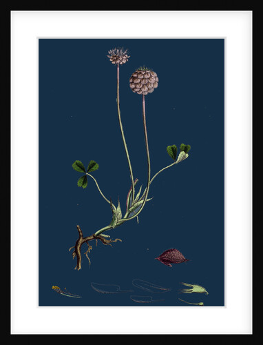 Trifolium Fragiferum; Strawberry-Headed Trefoil by Anonymous