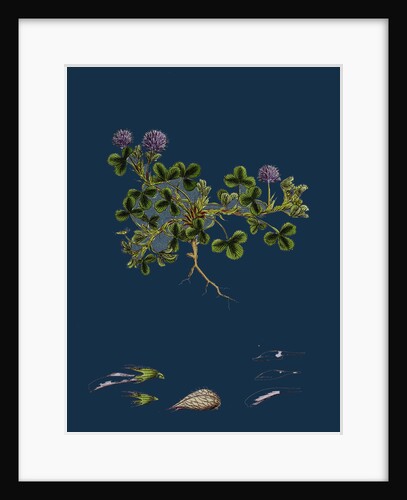 Trifolium Resupinatum; Reversed-Flowered Trefoil by Anonymous