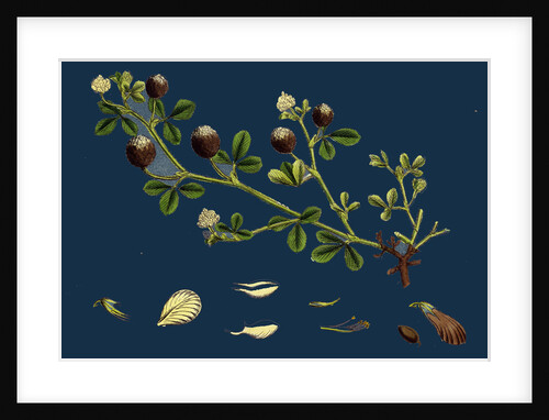 Trifolium Procumbens; Hop Trefoil by Anonymous