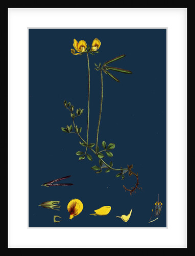 Lotus Eu-Corniculatus; Common Bird's-Foot Trefoil by Anonymous