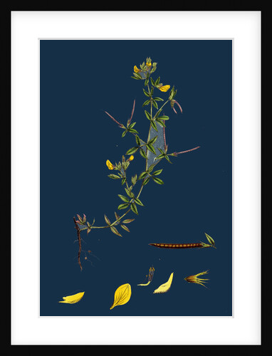 Lotus Diffusus; Long-Podded Small Bird's-Foot Trefoil by Anonymous