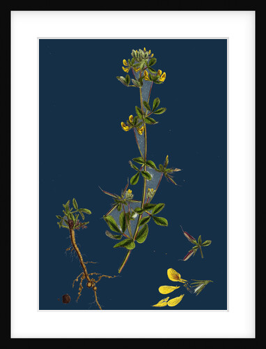 Lotus Hispidus; Short-Podded Small Bird's-Foot Trefoil by Anonymous