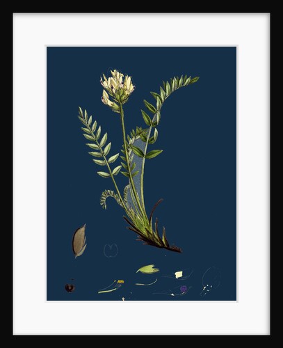 Oxytropis Campestris; Pale-Yellow Oxytropis by Anonymous