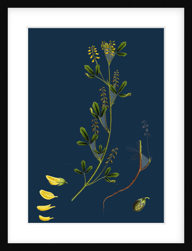 Melilotus Parviflora; Small-Flowered Melilot by Anonymous