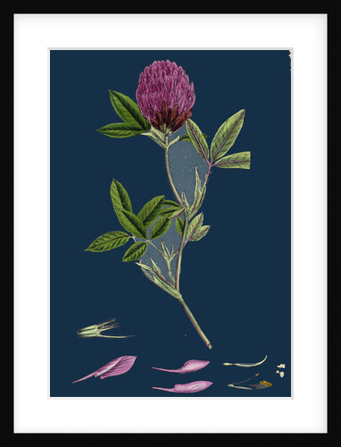 Trifolium Medium; Zigzag Trefoil by Anonymous