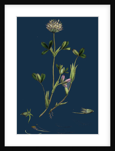 Trifolium Ochroleucum; Sulphur-Coloured Trefoil by Anonymous