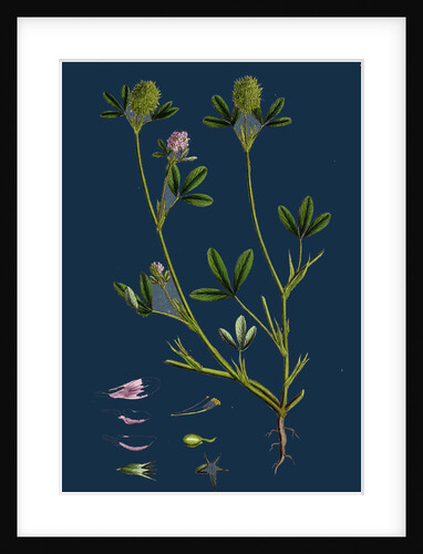 Trifolium Maritimum; Teasel-Headed Trefoil by Anonymous