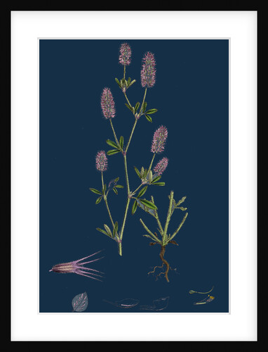 Trifolium Arvense; Hare's-Foot Trefoil by Anonymous