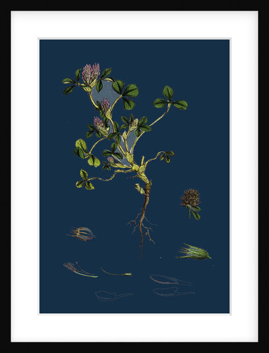 Trifolium Striatum; Soft Knotted Trefoil by Anonymous