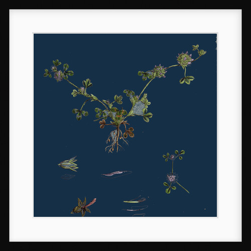 Trifolium Glomeratum; Smooth Round-Headed Trefoil by Anonymous