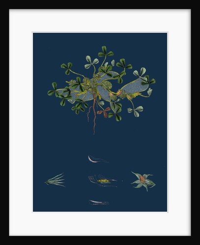 Trifolium Suffocatum; Dense-Flowered Trefoil by Anonymous