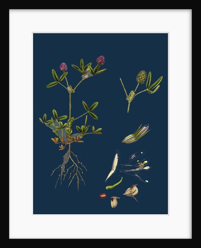 Trifolium Strictum; Upright Round-Headed Trefoil by Anonymous