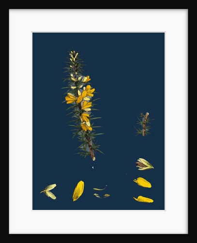 Ulex Eu-Nanus; Dwarf Furze by Anonymous