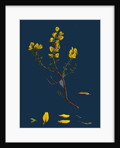 Genista Pilosa; Hairy Green-Weed by Anonymous