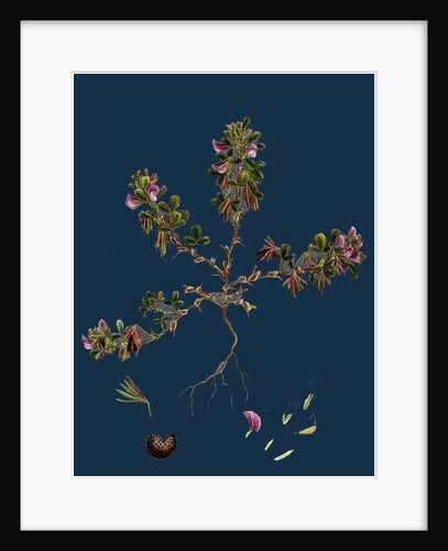 Ononis Reclinata; Small Spreading Rest-Harrow by Anonymous