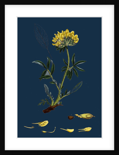 Anthyllis Vulneraria; Common Kidney Vetch by Anonymous