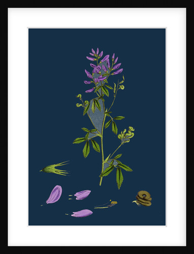 Medicago Sativa; Common Lucerne by Anonymous