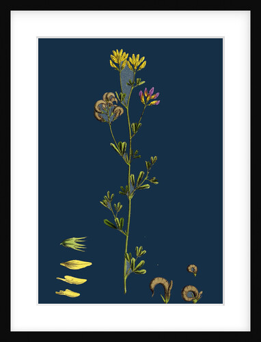 Medicago Sylvestris; Fries' Lucerne by Anonymous