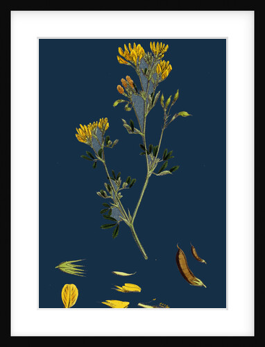 Medicago Eu-Falcata; Yellow Lucerne by Anonymous