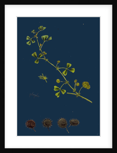 Medicago Denticulata; Reticulated Medick by Anonymous