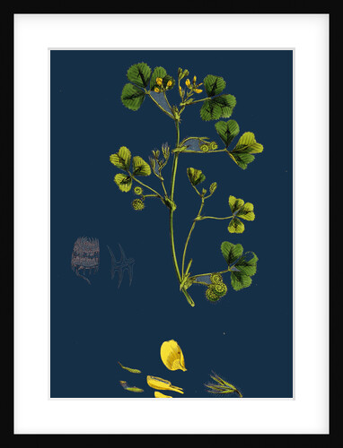 Medicago Maculata; Spotted Medick by Anonymous