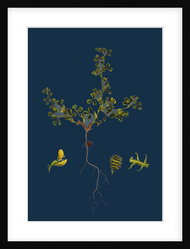 Medicago Minima; Little Bur Medick by Anonymous