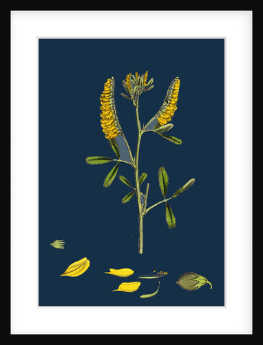 Melilotus Officinalis; Common Melilot by Anonymous