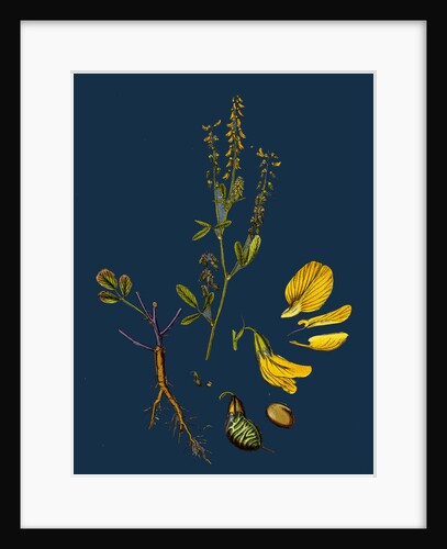 Melilotus Arvensis; Field Melilot by Anonymous