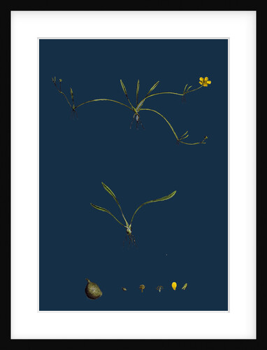 Ranunculus Reptans; Creeping Spearwort by Anonymous