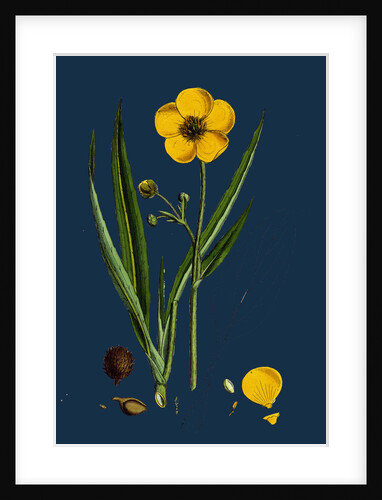 Ranunculus Lingua; Greater Spearwort by Anonymous