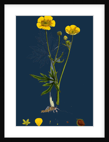 Ranunculus Eu-Acris; Upright Meadow Crowfoot by Anonymous