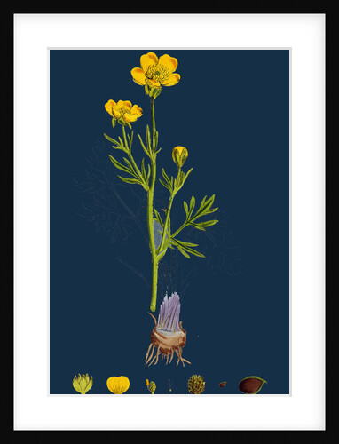 Ranunculus Bulbosus; Bulbous Crowfoot by Anonymous