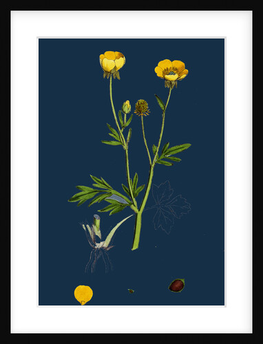 Ranunculus Hirsutus; Hairy Crowfoot by Anonymous