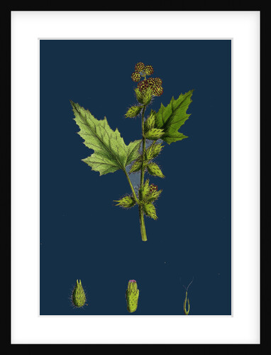 Xanthium Strumarium; Common Bur-Marygold by Anonymous